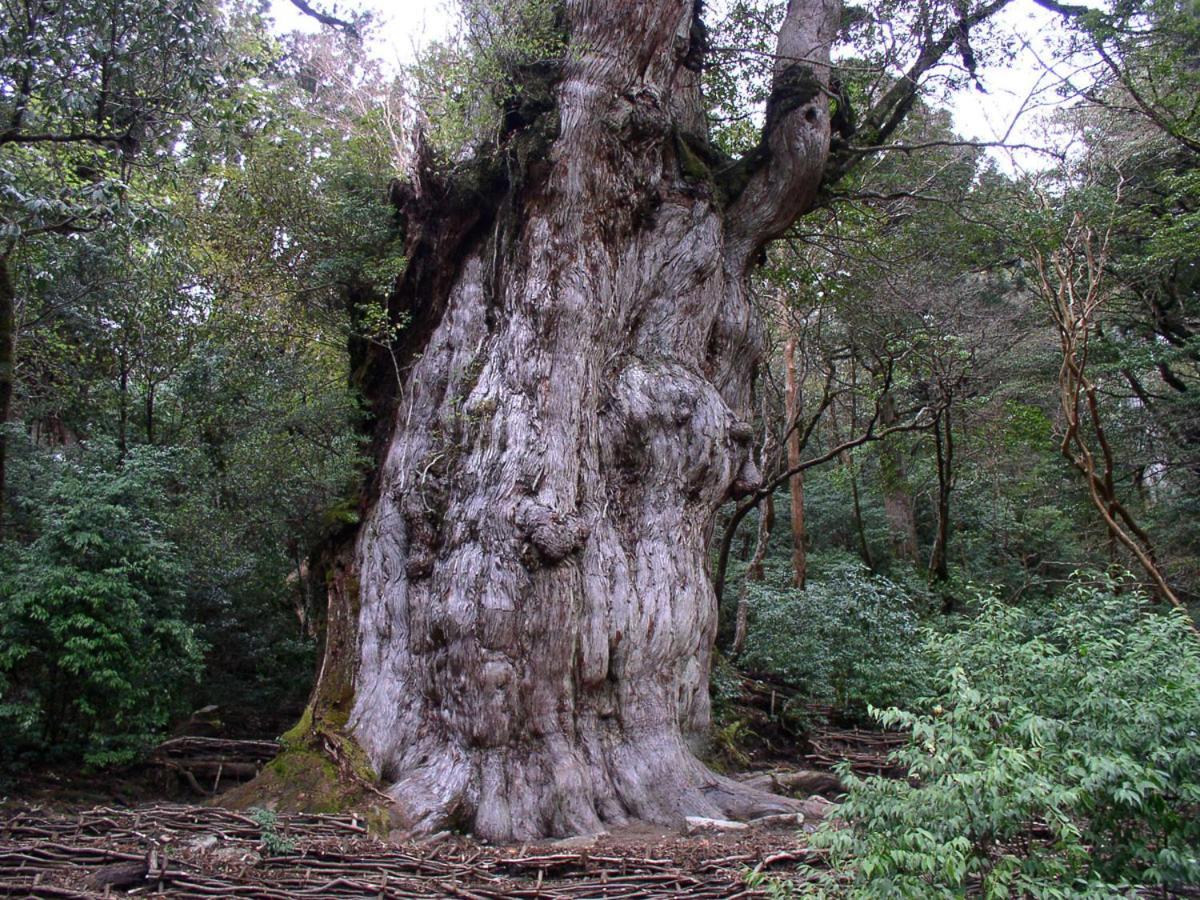 Minshuku Satomachi Pensionat Yakushima  Exteriör bild